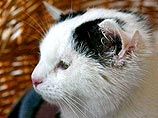 Котенок с четырьмя ушами родился в Германии Котенок с четырьмя ушами родился в Германии