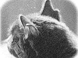 Котенок с четырьмя ушами родился в Германии (ФОТО)