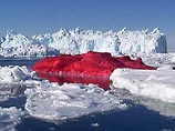 Датский художник чилийского происхождения Марко Эваристи покрасил кроваво-красной краской один из айсбергов на западе Гренландии
