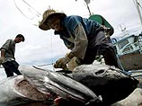 У берегов Ирландии поймана гигантская рыба весом 560 кг
