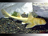 В океанариуме Сиднея все желающие могут теперь посмотреть на уникальную акулу по имени Манго ярко-желтого цвета. В результате генетической мутации, подобной тем, что бывает у животных-альбиносов, акула сменила цвет