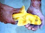 Специалисты утверждают, что такая мутация происходит в одном из миллиона случаев, так что Манго - поистине уникальная рыба. Среди акул такие "альбиносы" особенно редки, так как светящейся желтой акуле, разумеется, крайне сложно выжить в естественном окруж