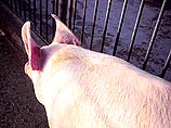 Свиньи съели 5 тонн красной икры
