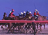 На верблюжьих скачках в Дохе впервые использовали механических жокеев