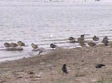Несколько мертвых птиц - ворон и грачей - обнаружено рыбаками на берегу озера Лотос в Хасанском районе Приморского края, недалеко от реки Туманган и северокорейской границы Несколько мертвых птиц - ворон и грачей - обнаружено рыбаками на берегу озера Лотос в Хасанском районе Приморского края, недалеко от реки Туманган и северокорейской границы