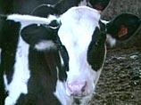 Стадо коров украли и зарезали в Подмосковье