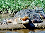 Бывший австралийских охотник на крокодилов спас маленькую девочку из пасти трехметрового аллигатора, запрыгнув ему на спину и выдавив левый глаз
