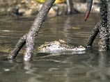 Произошло это в городе Маргарет Бэй, в тропическом штате Квинслэнд. Как сообщает Reuters, 11-летняя Ханна Томпсон плескалась вместе с другими детьми в озере, как вдруг челюсти крокодила сомкнулись на ее руке, и рептилия потянула ее вниз