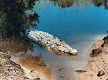 Охотник на крокодилов спас 11-летнюю девочку из пасти трехметрового аллигатора