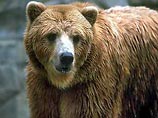 Природа просыпается: бурые медведи покидают свои берлоги на Камчатке