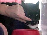 Когда кота Микеша доставили в приют 1-го апреля, он весил 18,5 килограмм