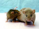 Генетически модифицированная мышь стала долгожителем - по человеческим меркам мышке Йода(на фото слева), живущему в Университете Мичигана, исполнилось 136 лет