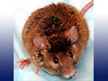 Биологический возраст гораздо скромнее - в понедельник Йоде исполнилось 4 года, но для мышей это огромное достижение. Йода, как сообщает АР, старейшая мышь в мире