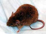 Генетически модифицированная мышь стала долгожителем - по человеческим меркам ей уже 136 лет (ФОТО)