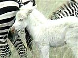 В Кении родилась зебра без полосок (ФОТО)