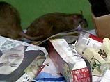 В Петербурге начинается тотальное уничтожение крыс