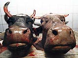 Впервые за последние 4 года в России зафиксирована вспышка ящура Впервые за последние 4 года в России зафиксирована вспышка ящура