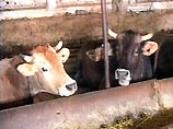Первые симптомы заболевания были обнаружены еще 4 апреля у животных в отделении молочно-товарной фермы опытно- производственного хозяйства Всероссийского научно- исследовательского института сои