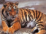 Китаец, которого бросила жена, решил погибнуть в клетке тигров, но и голодные звери от него отказались