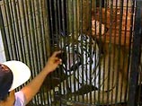 Китаец, которого бросила жена, решил погибнуть в клетке тигров, но и голодные звери от него отказались

