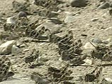На пастбища Южного Казахстана выползли тучи марокканской саранчи