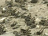 На пастбища Южного Казахстана выползли тучи марокканской саранчи На пастбища Южного Казахстана выползли тучи марокканской саранчи