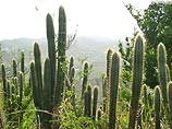 Мексика может остаться без кактусов - главного национального символа