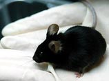 Мышка Кагуя появилась на свет в Японии в результате смешения генетического материала двух яйцеклеток
