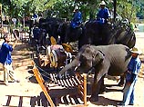 В Таиланде джаз исполняют даже слоны 
