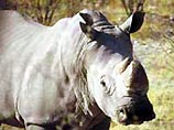 Носорог Шарка занимался сексом со своей партнершей Тикси, когда рядом с ним остановился автомобиль с туристами. Посетители парка решили сфотографировать процесс совокупления носорогов. Однако в результате сами чуть не стали его жертвой
