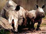 В английском парке возбужденный носорог попытался изнасиловать автомобиль (ФОТО)