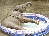 В австрийском зоопарке для страдающего от жары слоненка поставили детский надувной бассейн (ФОТО)