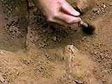 В Грузии обнаружен скелет неизвестного животного