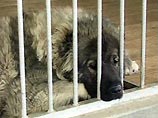 Любимая собака бывшего лидера автономной республики Аджария Аслана Абашидзе - кавказская овчарка по кличке Басмач - пятые сутки не ест и ждет своего хозяина