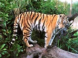 В индонезийской провинции Риау с начала мая суматранские тигры напали на шестерых человек, а двоих из них загрызли насмерть