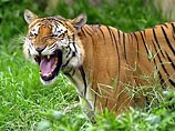 Как сообщил газете Jakarta Post глава управления по сохранению естественных ресурсов провинции Джоне Кинеди, тигры вышли за пределы мест своего обычного обитания в расположенном в Риау заповеднике