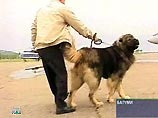 К Аслану Абашидзе в Москву привезут его любимую собаку Басмача К Аслану Абашидзе в Москву привезут его любимую собаку Басмача