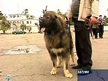 Любимую кавказскую овчарку бывшего главы Аджарии Аслана Абашидзе по кличке Басмач в сопровождении кинолога в четверг отправили на самолете в Москву к хозяину Любимую кавказскую овчарку бывшего главы Аджарии Аслана Абашидзе по кличке Басмач в сопровождении кинолога в четверг отправили на самолете в Москву к хозяину