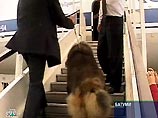 К Аслану Абашидзе в Москву отправили его любимую собаку Басмача (ФОТО) К Аслану Абашидзе в Москву отправили его любимую собаку Басмача (ФОТО)