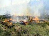 В Курганской области горит лес. Под угрозой несколько населенных пунктов