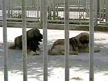 Подмосковные кинологи готовы спасти умирающих овчарок из питомника Абашидзе Подмосковные кинологи готовы спасти умирающих овчарок из питомника Абашидзе