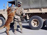 Американское командование в Ираке старается сберечь жизни не только вверенных ему людей, но и животных