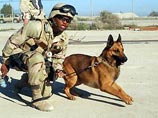 Армия США содержит в Ираке около 30 служебных собак, которые используются для охраны различных объектов и поиска взрывчатки и оружия в досматриваемых автомашинах