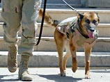 Собаки в Ираке несут службу в бронежилетах и сапогах