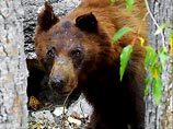Из Литвы эмигрирует последний медведь 