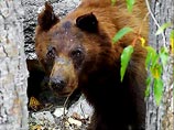 Из Литвы эмигрирует последний медведь Из Литвы эмигрирует последний медведь