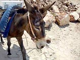 Южноафриканца оштрафовали на 600 долларов за вождение осла в пьяном виде Южноафриканца оштрафовали на 600 долларов за вождение осла в пьяном виде
