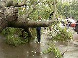 В Санкт-Петербурге упавшее дерево нанесло травмы  женщине и ребенку