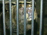 Медведь, на котором натаскивали собак, задрал главного охотника Тамбова Медведь, на котором натаскивали собак, задрал главного охотника Тамбова