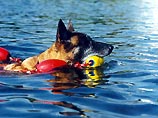 На Алтае состоится заплыв собак-"моржей"
 

